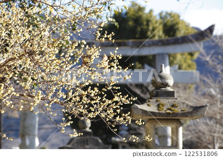 沙石神社的蠟梅 122531806