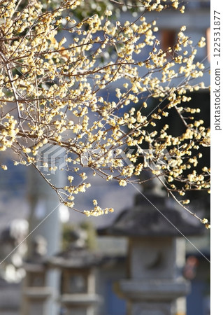沙石神社的蠟梅 沙石神社的蠟梅 122531877