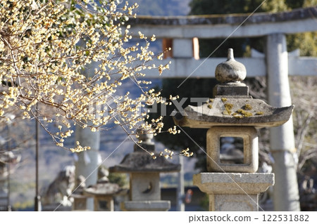 Wax plum of Sha Shi Shrine 122531882