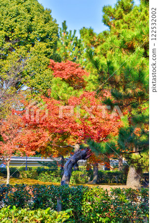 Autumn leaves of Kenninji Autumn leaves of Kenninji 122532002