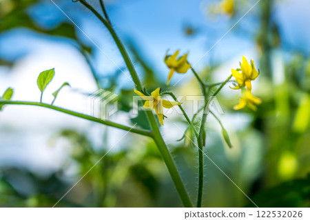 黃色的番茄花〜盛夏風景〜 黃色的番茄花〜盛夏風景〜 122532026