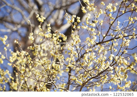 Wax plum of Sha Shi Shrine 122532065
