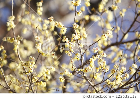 Wax plum of Sha Shi Shrine 122532112