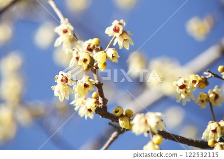 Wax plum of Sha Shi Shrine 122532115