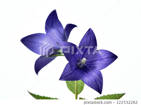 Bellflower - One of the seven autumn herbs - Three-dimensional expression - A3 (photographed by Fix) 122532262