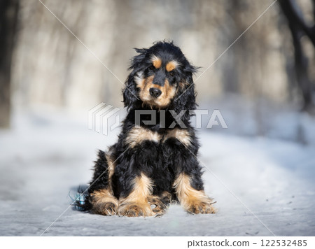 English Cocker Spaniel English Cocker Spaniel 122532485
