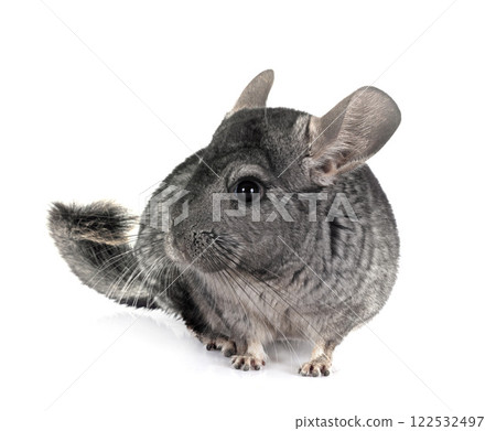 chinchilla in studio chinchilla in studio 122532497