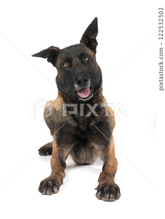 malinois in studio 122532501