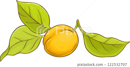 Apricot Fruit with Leaves Colored Illustration. 122532707