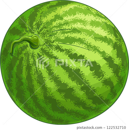 Watermelon Fruit Colored Detailed Illustration. Organic natural nutritional healthy food ingredient, vegetarian diet product. 122532710