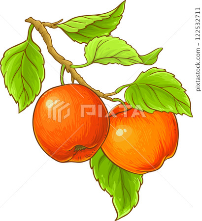 apple branch isolated colored illustration apple branch isolated colored illustration 122532711