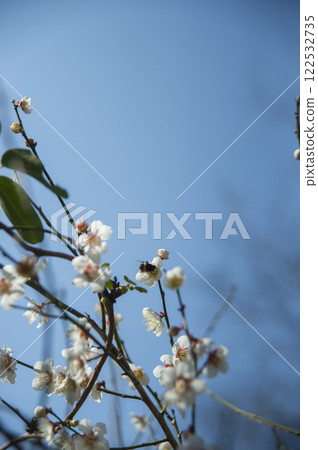 藍天白梅花和蜜蜂 122532735