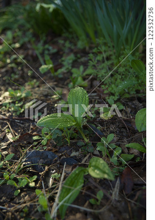 Young wild garlic leaves shining in the sunlight Young wild garlic leaves shining in the sunlight 122532736