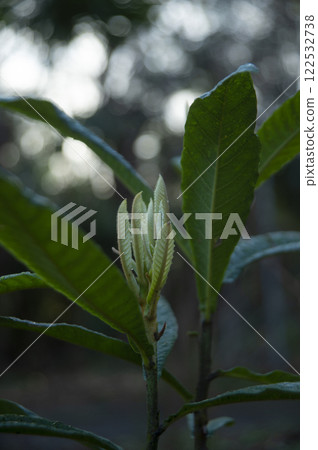 葉子的葉子 葉子的葉子 122532738