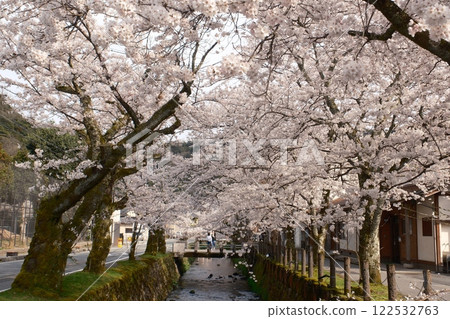 Cherry blossoms in Kinosaki Onsen town 122532763