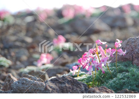 Dicentra persica, the "Queen of Alpine Plants," blooms on Mount Norikura 122532869