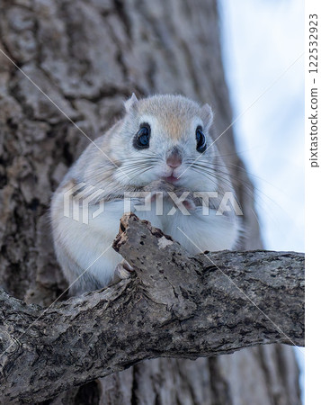 Hokkaido, Siberian flying squirrel, small animal, mammal, cute Hokkaido, Siberian flying squirrel, small animal, mammal, cute 122532923