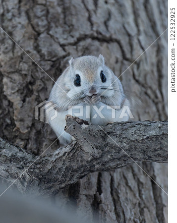 Hokkaido, Siberian flying squirrel, small animal, mammal, cute 122532925