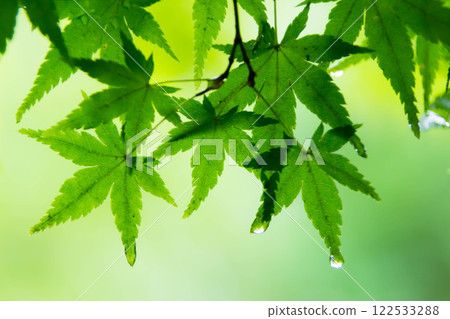 Autumn leaves wet with rain Autumn leaves wet with rain 122533288