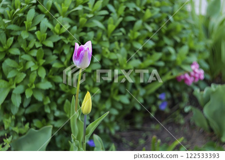 Planted tulips in flowerbed, lawn on the background. 122533393