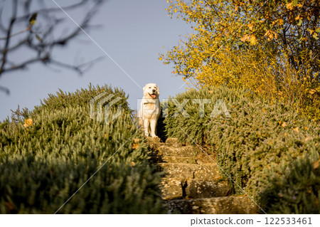Maremma Dog on Rustic Steps Maremma Dog on Rustic Steps 122533461