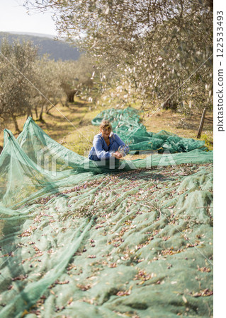 Olive Harvesting Process 122533493
