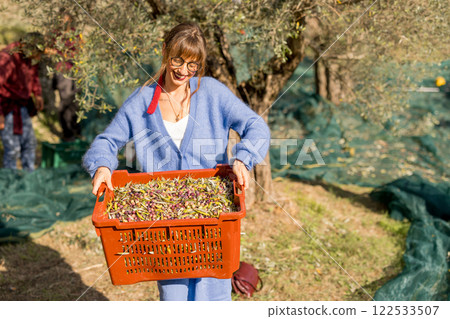 Harvesting Olives in the Grove 122533507