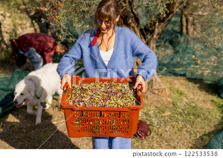 Harvesting Olives in the Grove Harvesting Olives in the Grove 122533538
