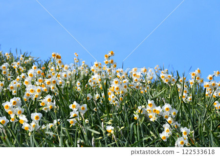 Nomozaki daffodils, Narcissus Nomozaki daffodils, Narcissus 122533618