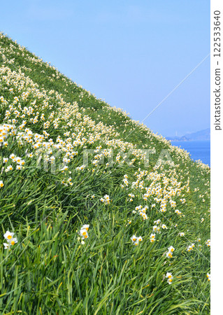 野母崎水仙、水仙 122533640