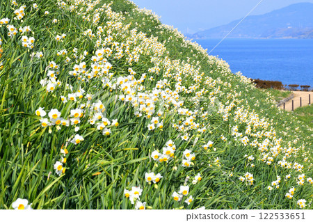 Nomozaki daffodils, Narcissus Nomozaki daffodils, Narcissus 122533651