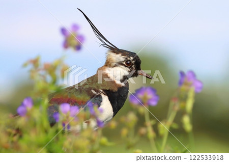 Crested northern lapwing during spring Crested northern lapwing during spring 122533918