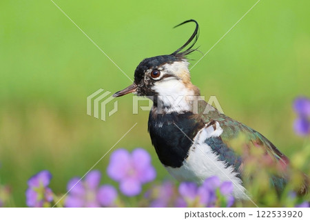 Crested northern lapwing during spring 122533920