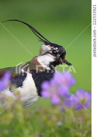 Crested northern lapwing during spring Crested northern lapwing during spring 122533921