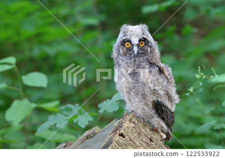 Beautiful long eared baby owl Beautiful long eared baby owl 122533922