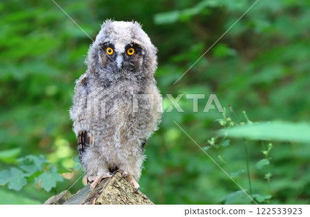 Beautiful long eared baby owl Beautiful long eared baby owl 122533923