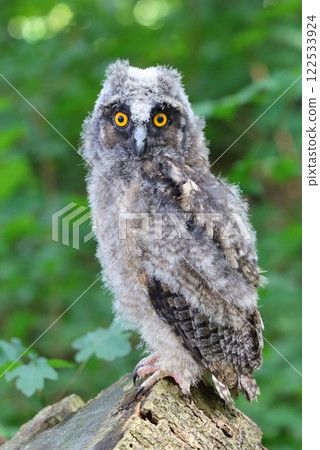 Beutiful long eared baby owl Beutiful long eared baby owl 122533924