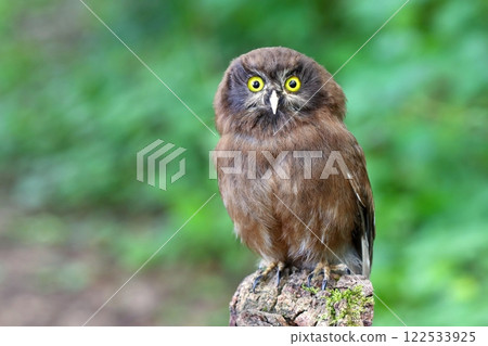Cute boreal owl baby in forest Cute boreal owl baby in forest 122533925