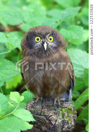 Cute boreal owl baby in forest Cute boreal owl baby in forest 122533926