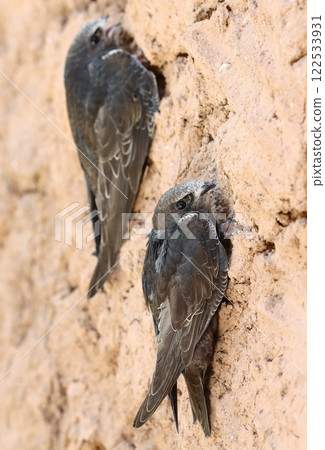 Beautiful common swift bird on wall sitting 122533931