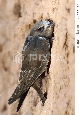 Beautiful common swift bird on wall sitting 122533932