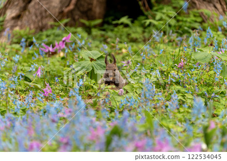 Hokkaido, Hokkaido squirrel, squirrel, rodent, mammal, Hokkaido squirrel, flower, Hokkaido coral, dogtooth violet, squirrel Hokkaido, Hokkaido squirrel, squirrel, rodent, mammal, Hokkaido squirrel, flower, Hokkaido coral, dogtooth violet, squirrel 122534045