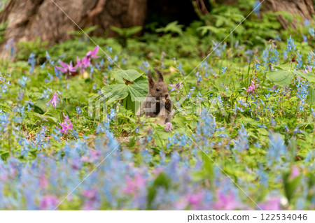 Hokkaido, Hokkaido squirrel, squirrel, rodent, mammal, Hokkaido squirrel, flower, Hokkaido coral, dogtooth violet, squirrel Hokkaido, Hokkaido squirrel, squirrel, rodent, mammal, Hokkaido squirrel, flower, Hokkaido coral, dogtooth violet, squirrel 122534046