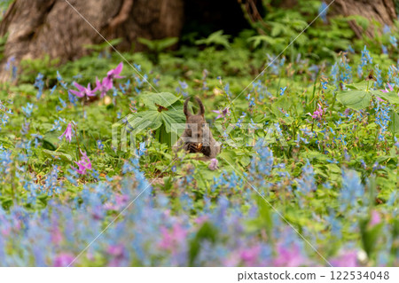 Hokkaido, Hokkaido squirrel, squirrel, rodent, mammal, Hokkaido squirrel, flower, Hokkaido coral, dogtooth violet, squirrel Hokkaido, Hokkaido squirrel, squirrel, rodent, mammal, Hokkaido squirrel, flower, Hokkaido coral, dogtooth violet, squirrel 122534048