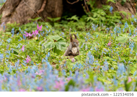 北海道, 北海道松鼠, 松鼠, 囓齒動物, 哺乳動物, 北海道松鼠, 花, 北海道珊瑚, 犬齒紫, 松鼠 北海道, 北海道松鼠, 松鼠, 囓齒動物, 哺乳動物, 北海道松鼠, 花, 北海道珊瑚, 犬齒紫, 松鼠 122534056