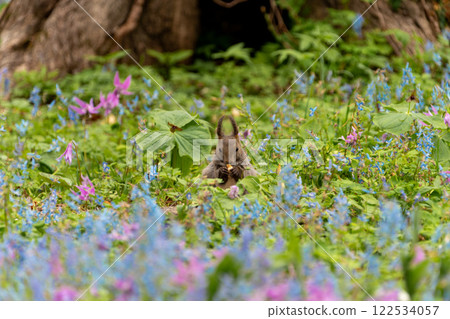北海道, 北海道松鼠, 松鼠, 囓齒動物, 哺乳動物, 北海道松鼠, 花, 北海道珊瑚, 犬齒紫, 松鼠 122534057