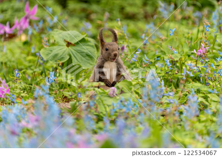 Hokkaido, Hokkaido squirrel, squirrel, rodent, mammal, Hokkaido squirrel, flower, Hokkaido coral, dogtooth violet, squirrel Hokkaido, Hokkaido squirrel, squirrel, rodent, mammal, Hokkaido squirrel, flower, Hokkaido coral, dogtooth violet, squirrel 122534067