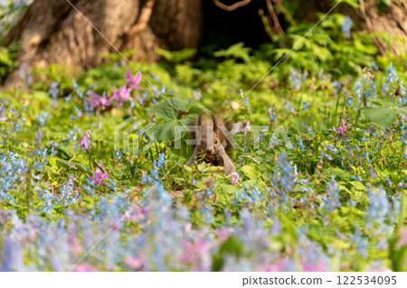 北海道, 北海道松鼠, 松鼠, 囓齒動物, 哺乳動物, 北海道松鼠, 花, 北海道珊瑚, 犬齒紫, 松鼠 122534095