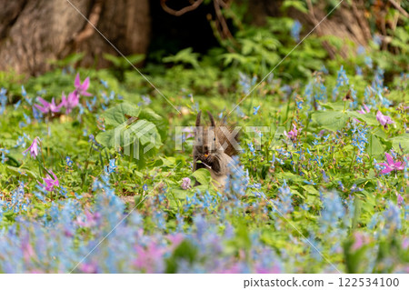 Hokkaido, Hokkaido squirrel, squirrel, rodent, mammal, Hokkaido squirrel, flower, Hokkaido coral, dogtooth violet, squirrel Hokkaido, Hokkaido squirrel, squirrel, rodent, mammal, Hokkaido squirrel, flower, Hokkaido coral, dogtooth violet, squirrel 122534100