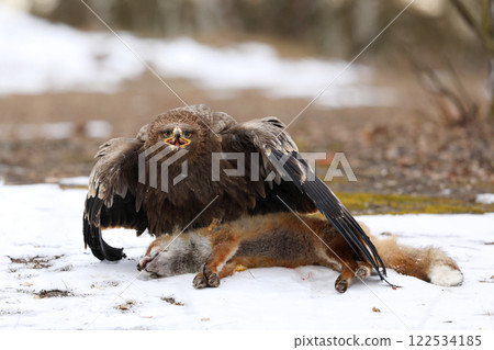 Golden Eagle (Aquila chrysaetos), bird of prey with killed red fox on the ground, winter scene with raptor and prey on snow Golden Eagle (Aquila chrysaetos), bird of prey with killed red fox on the ground, winter scene with raptor and prey on snow 122534185